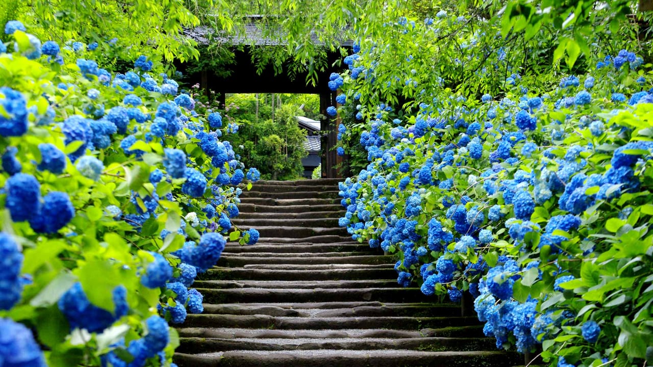 「明月院」神奈川, 鎌倉 (© Aflo Relax/Masterfile) desktop wallpaper