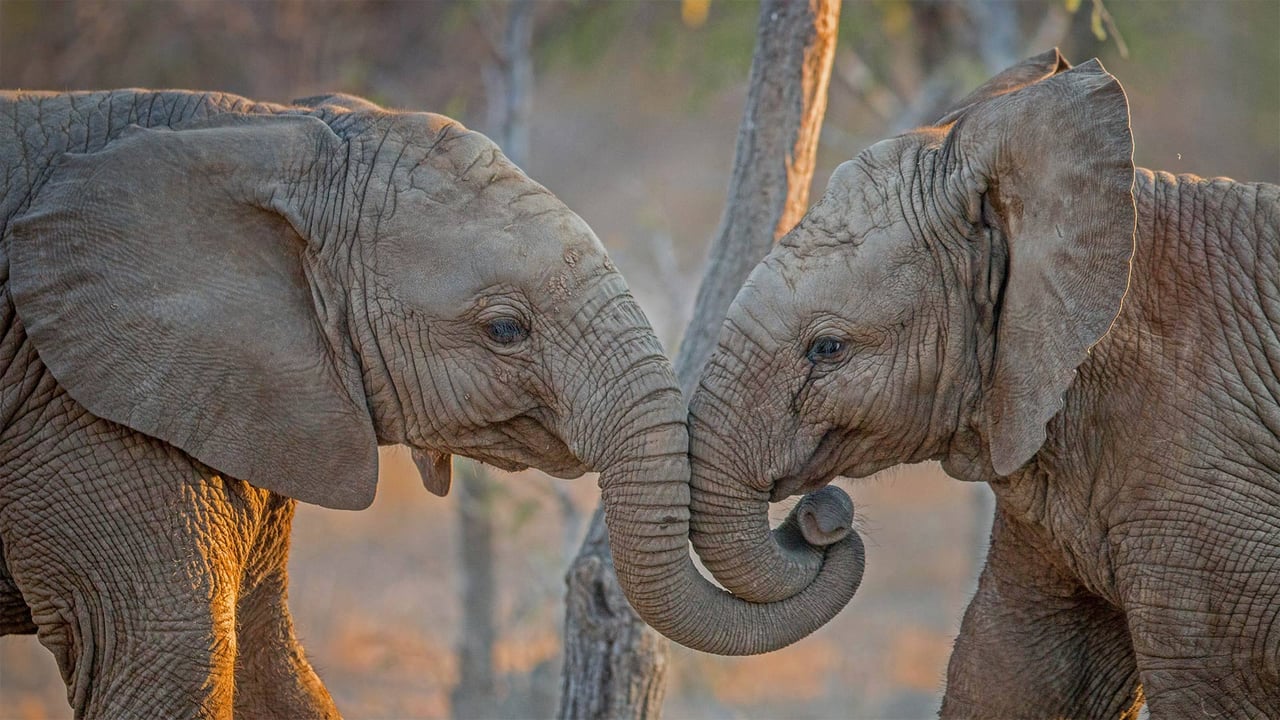 Elephants at Kapama Private Game Reserve in South Africa (© Simon Eeman/Getty Images) desktop wallpaper