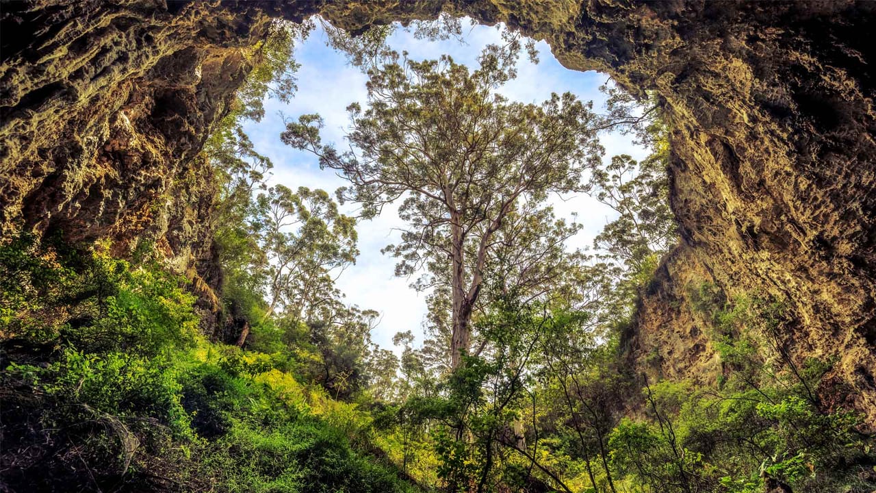Giant karri tree at the entrance to a cave in the Margaret River area, Western Australia (© Posnov/Getty Images) desktop wallpaper