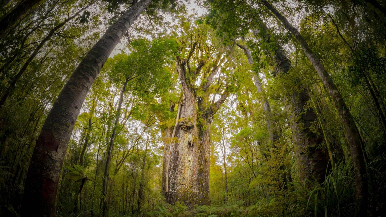 Te Matua Ngahere, a giant kauri tree growing in the Waipoua Forest, North Island, New Zealand (© Kim Westerskov/Getty Images) desktop wallpaper
