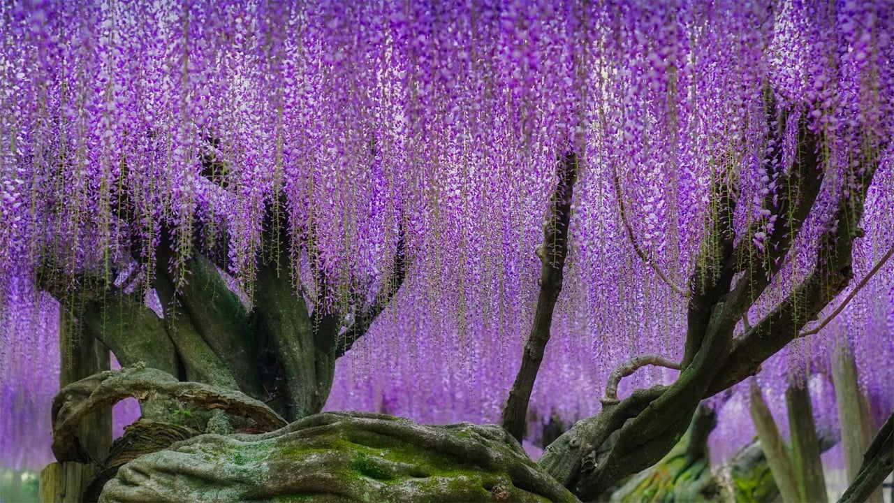 Wisteria blooms at Kawachi Fuji Garden in Kitakyushu, Japan (© Steve Tan C K Photography/Getty Images) desktop wallpaper