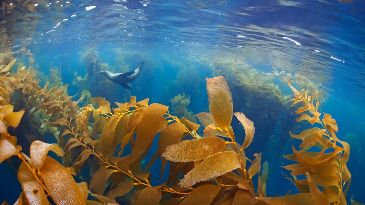 California sea lion in a forest of giant kelp, Baja California, Mexico (© Claudio Contreras/Minden Pictures) desktop wallpaper