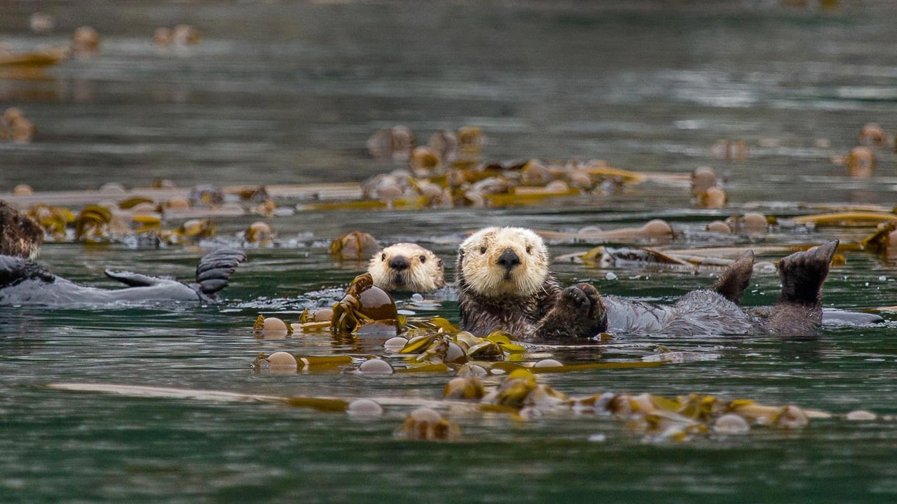 Sea otters in Alaska’s Inside Passage (© Erika Skogg/Getty Images) desktop wallpaper