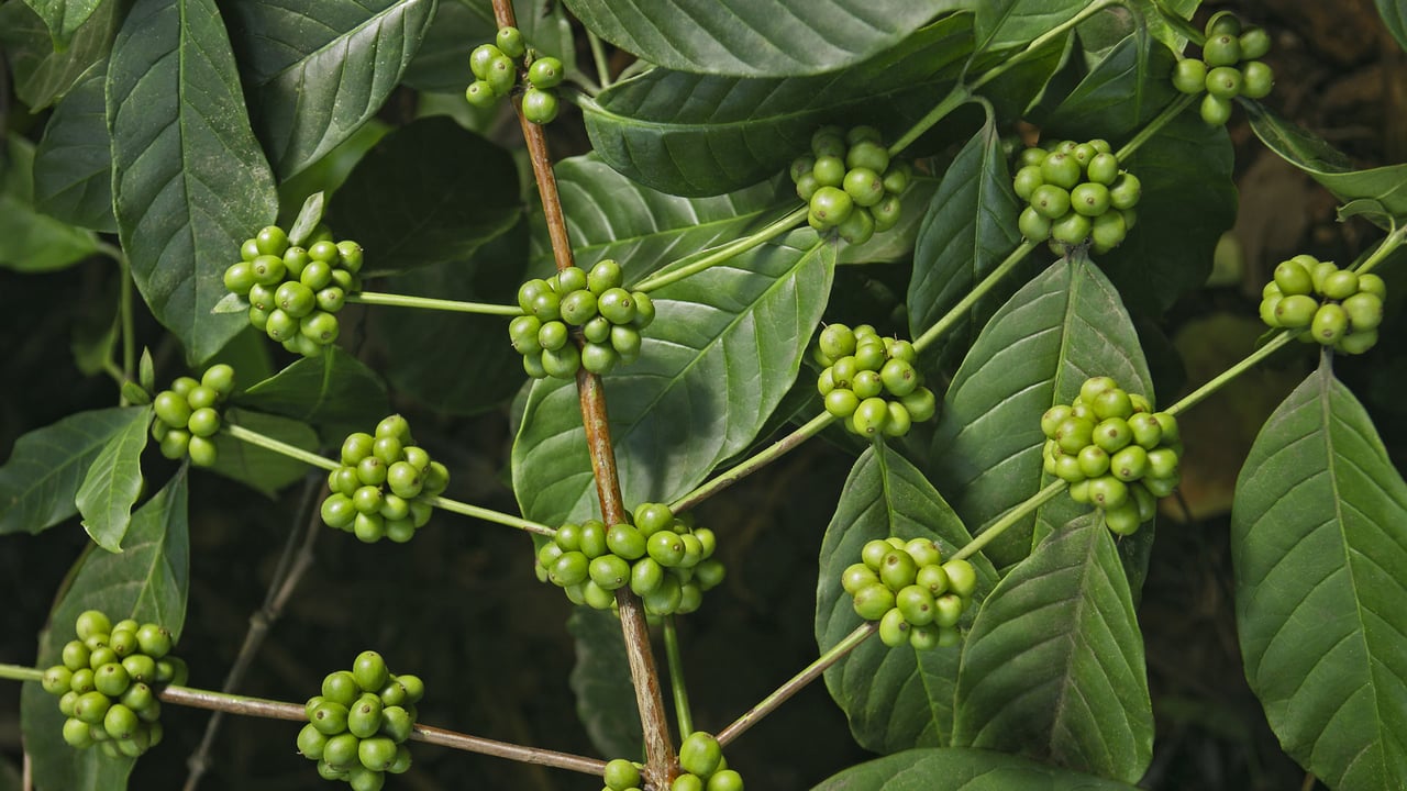 Coffee plantations, Kerala, India (© Hari Mahidhar/Shutterstock) desktop wallpaper