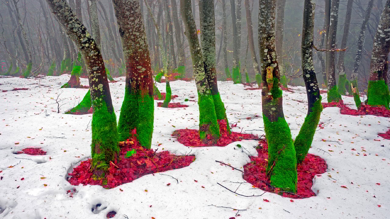 Trees on the northern slope of Mount Khomyak in the Carpathian Mountains, Ukraine (© panaramka/Getty Images) desktop wallpaper