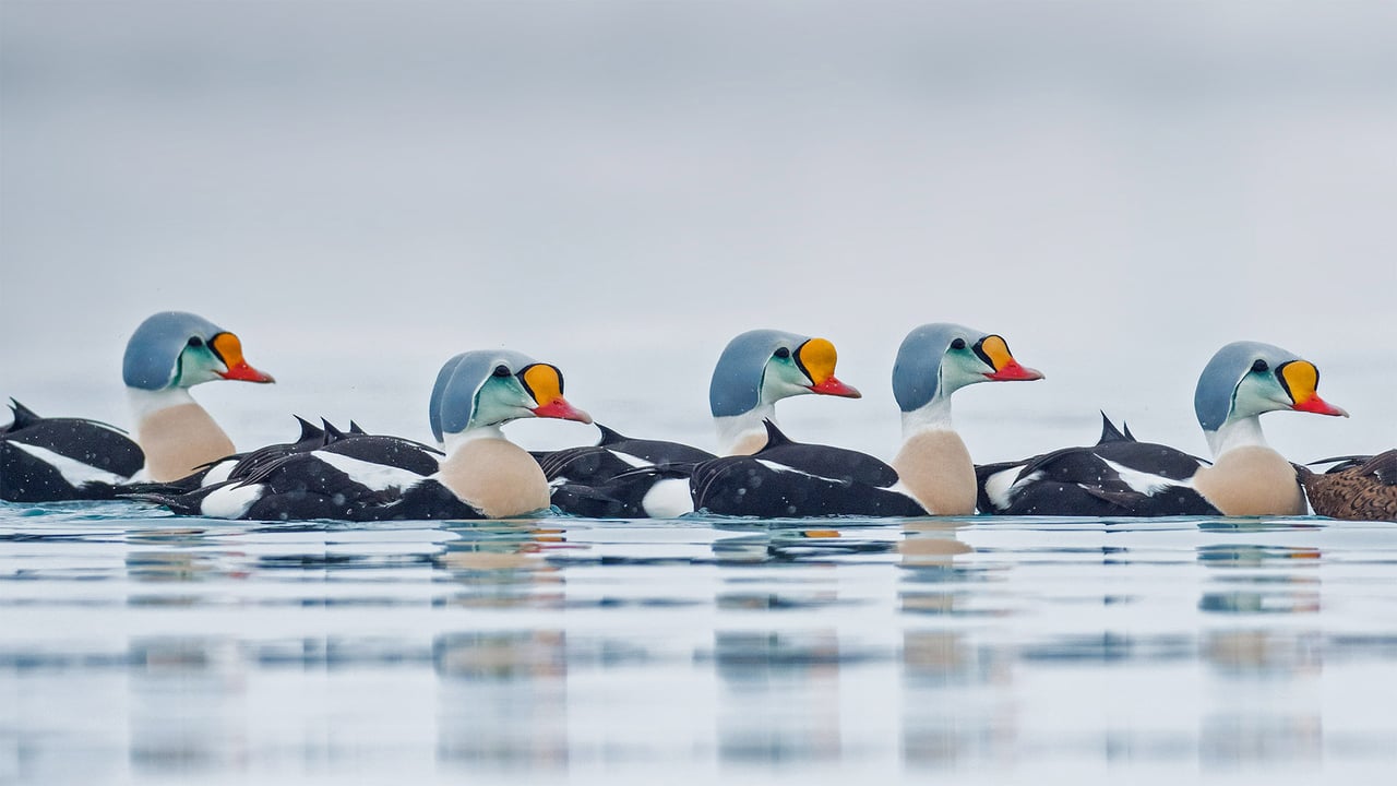 Male king eider ducks swimming in Troms og Finnmark, Norway (© Pal Hermansen/Minden Pictures) desktop wallpaper