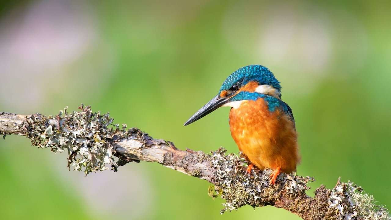 Kingfisher (Alcedo atthis) near Wychbold, Worcestershire (© David Pike/Minden Pictures) desktop wallpaper