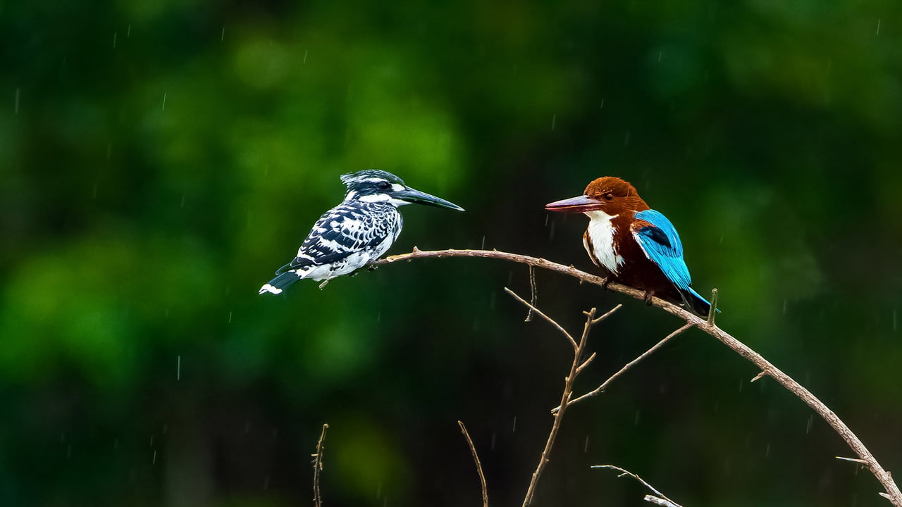 Two kingfishers at the Nagarahole National Park, Karnataka (© Pradeep BR/shutterstock) desktop wallpaper
