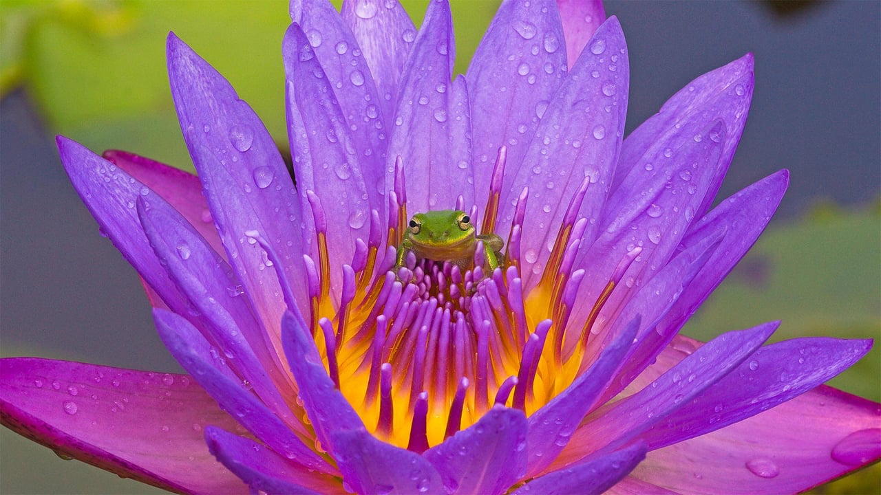 Green tree frog and purple water lily, Lake Kissimmee, Florida, USA (© Joanne Williams/Danita Delimont) desktop wallpaper