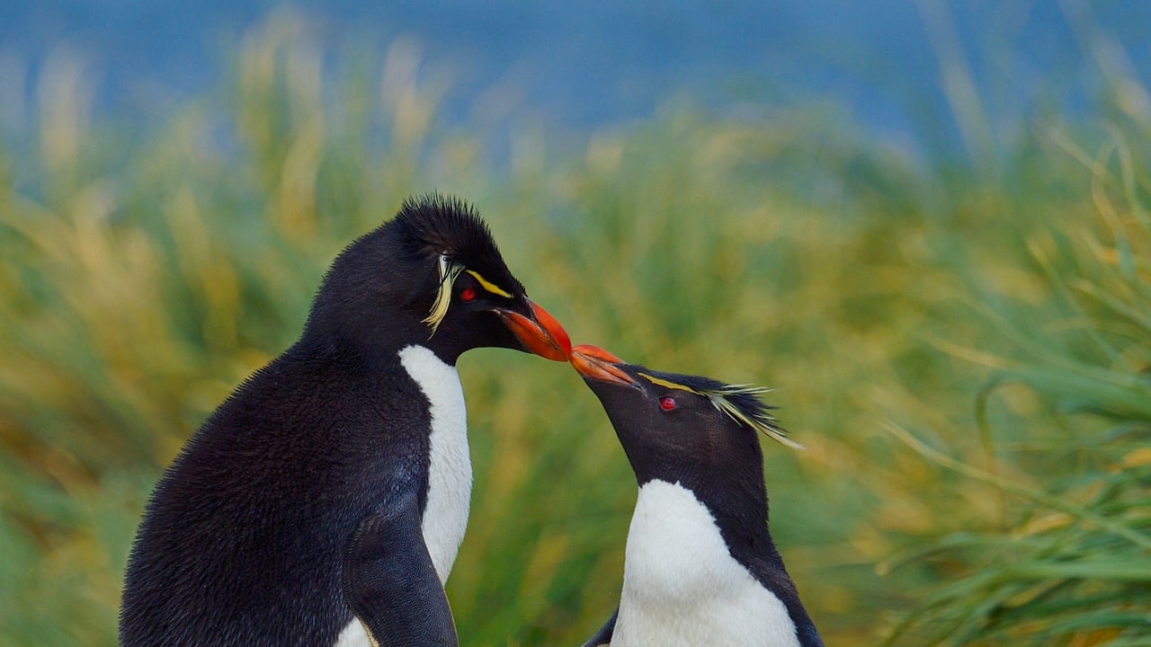Southern rockhopper penguins, Falkland Islands (© Tony Beck/Getty Images) desktop wallpaper