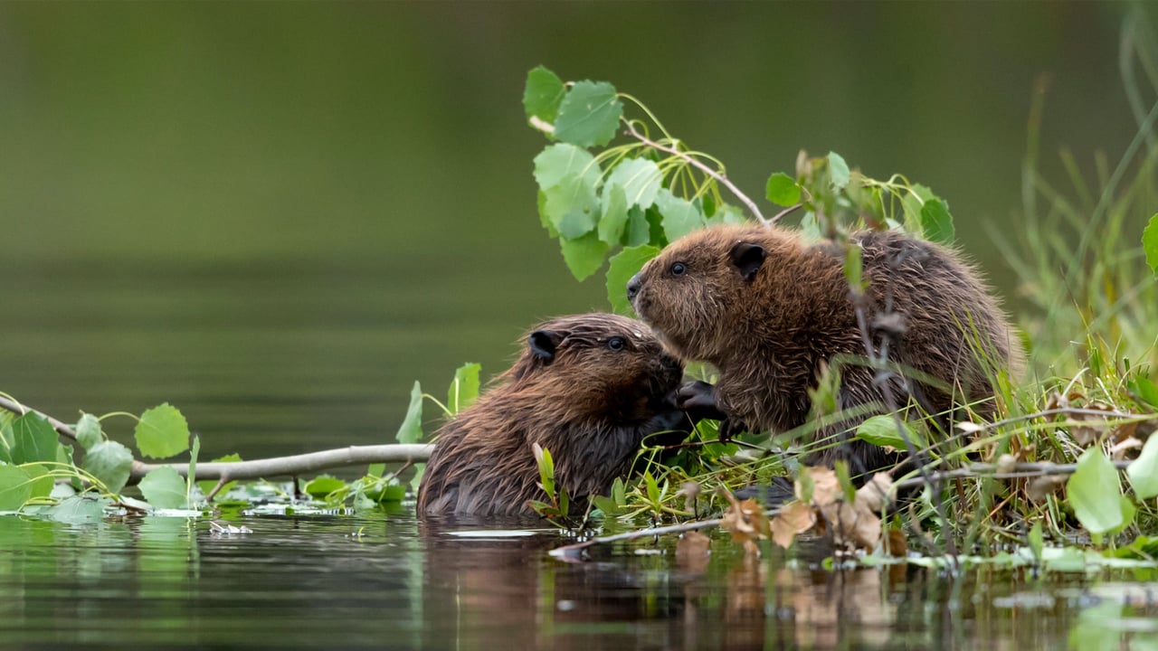 Baby Eurasian beavers, Finland (© Danny Green/Minden Pictures) desktop wallpaper