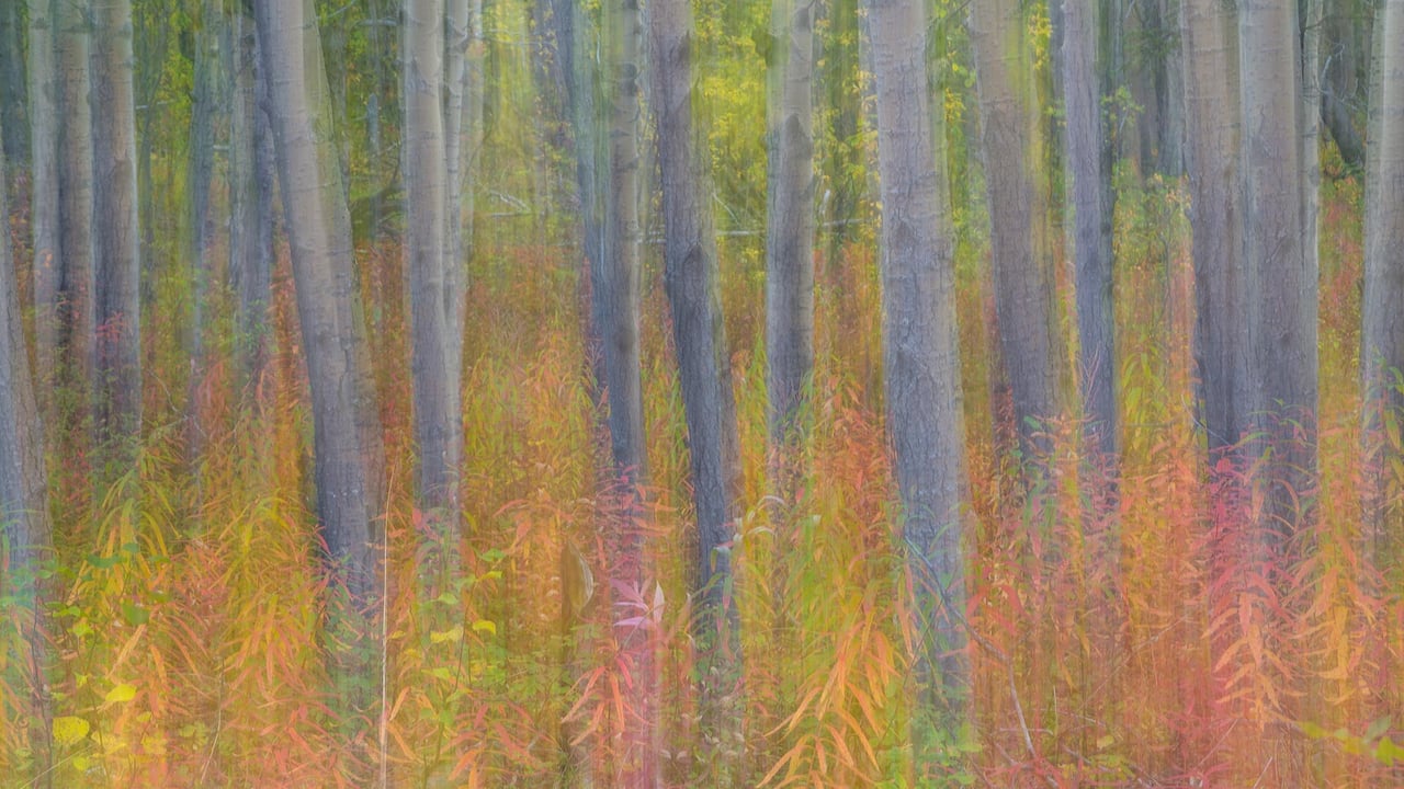 克鲁瓦尼国家公园中杨树的抽象动态模糊影像,育空 (© Don Paulson/Jaynes Gallery/Danita Delimont) desktop wallpaper