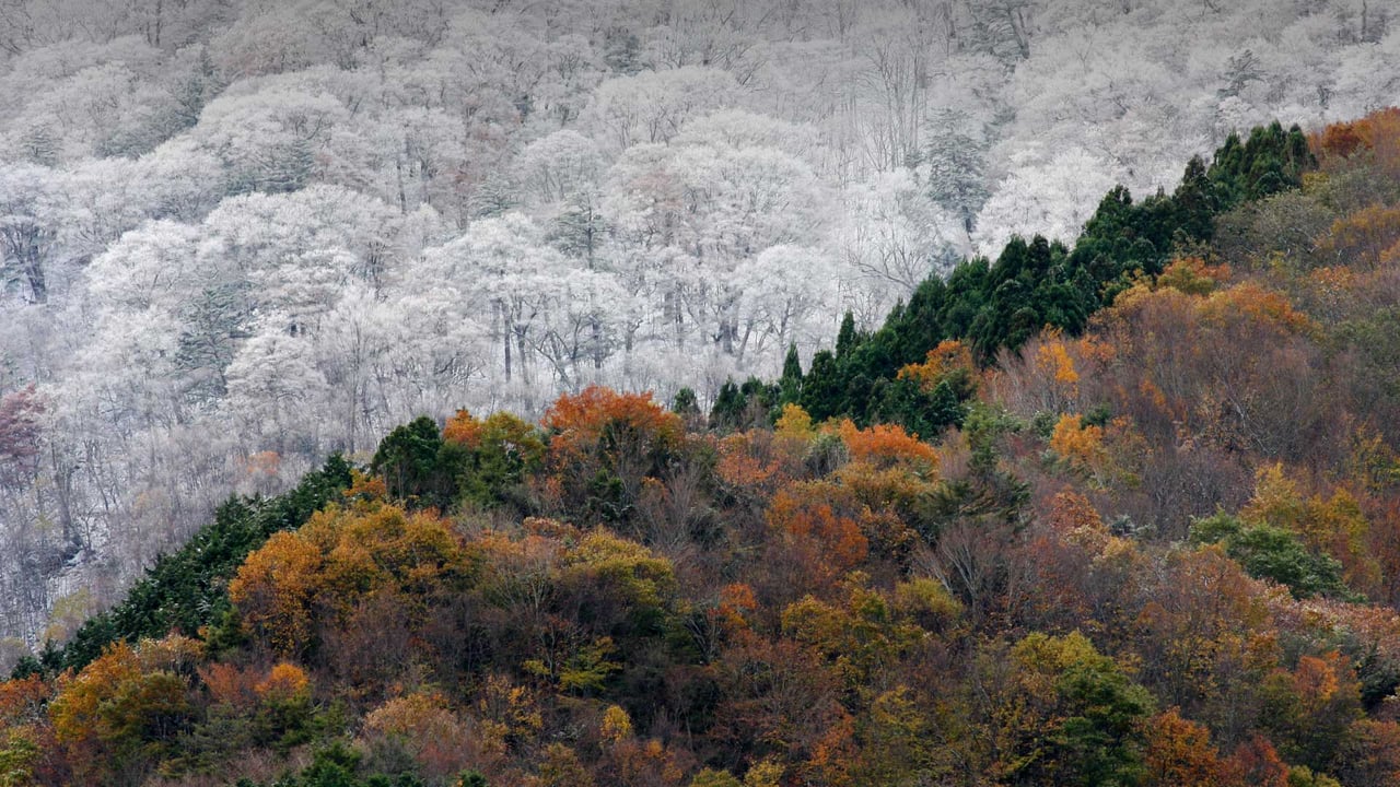 「雪と紅葉」徳島 (© SpontaneousPictures/iStock/Getty Images Plus) desktop wallpaper