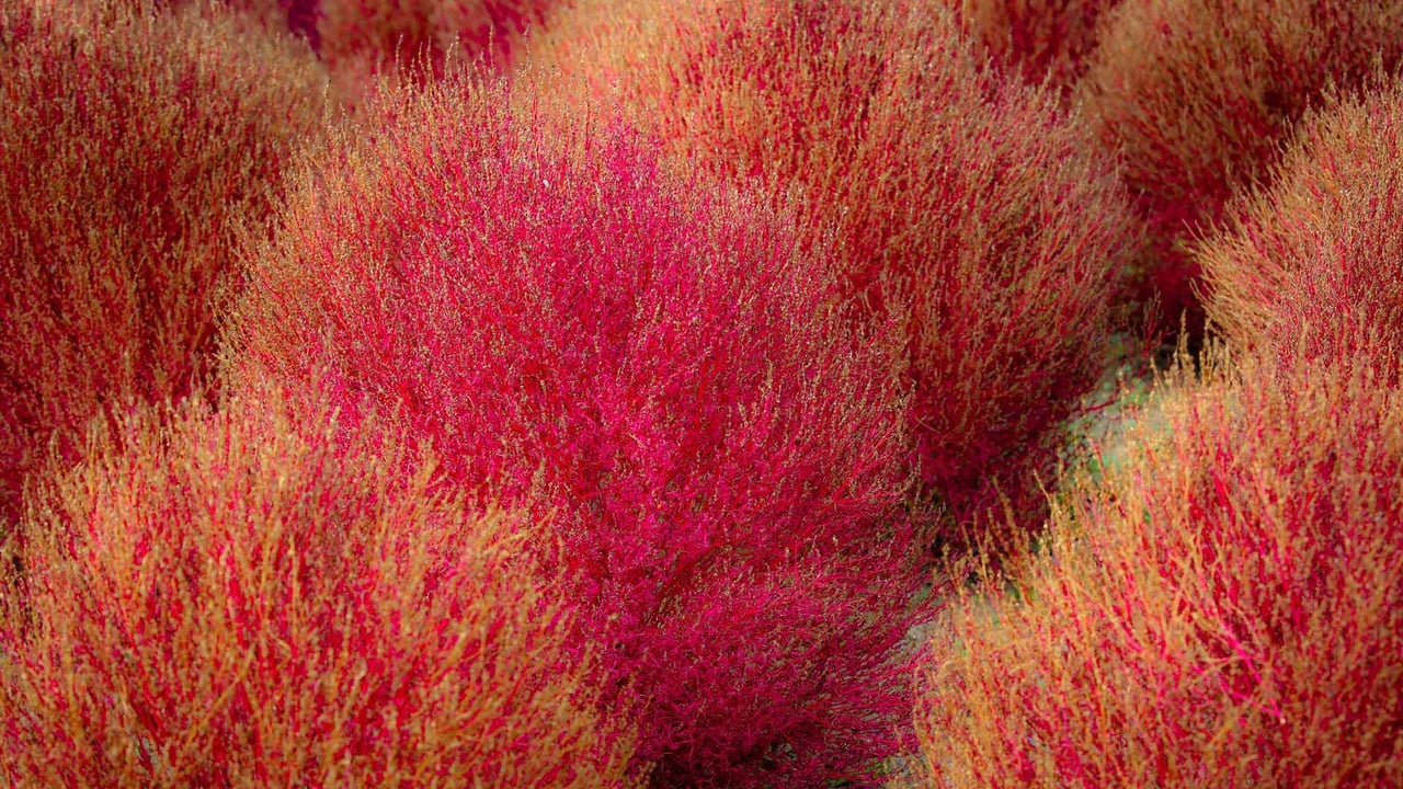 Kochia, Ibaraki prefecture, Japan (© DigiPub/Getty Images) desktop wallpaper