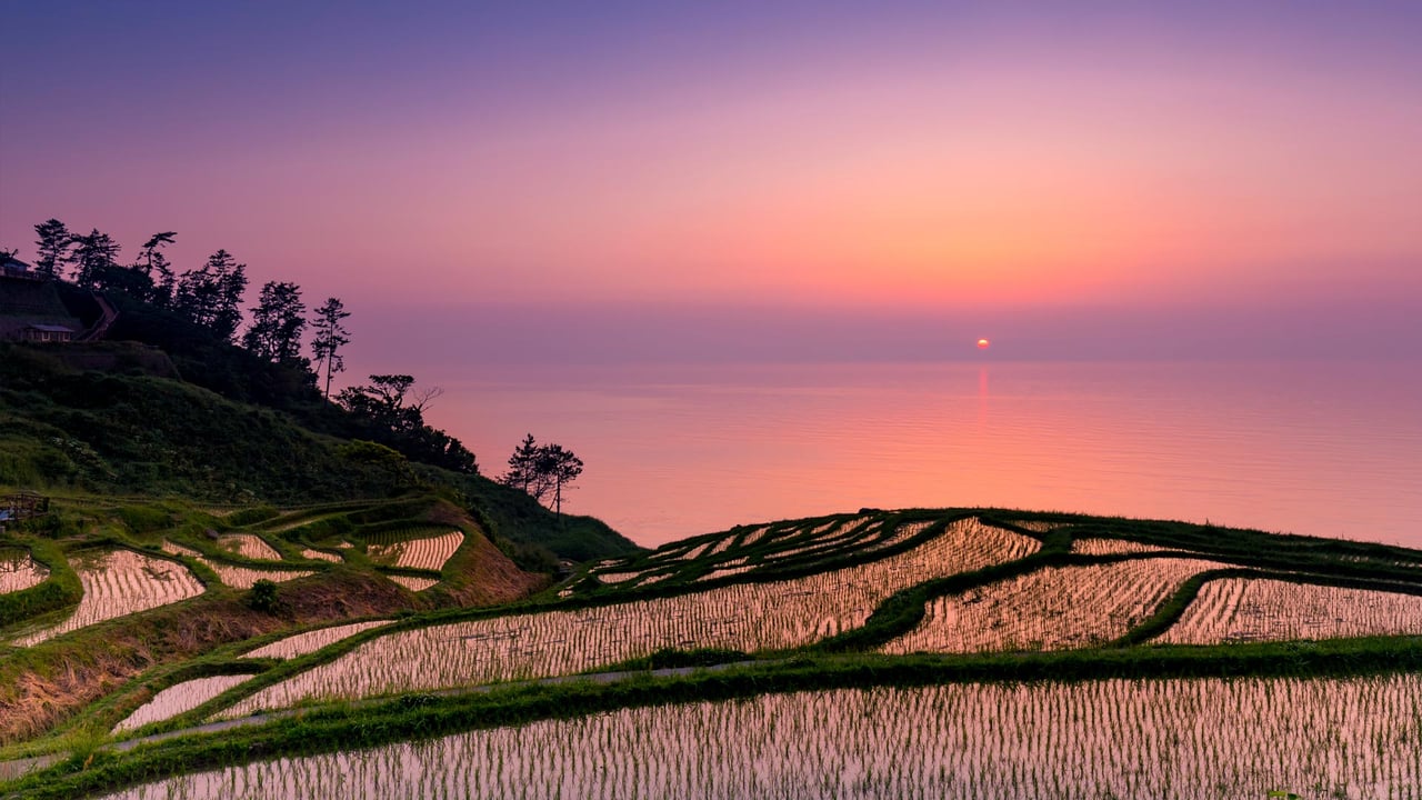 「白米千枚田の夕日」石川, 輪島市 (© M Andy/Shutterstock) desktop wallpaper