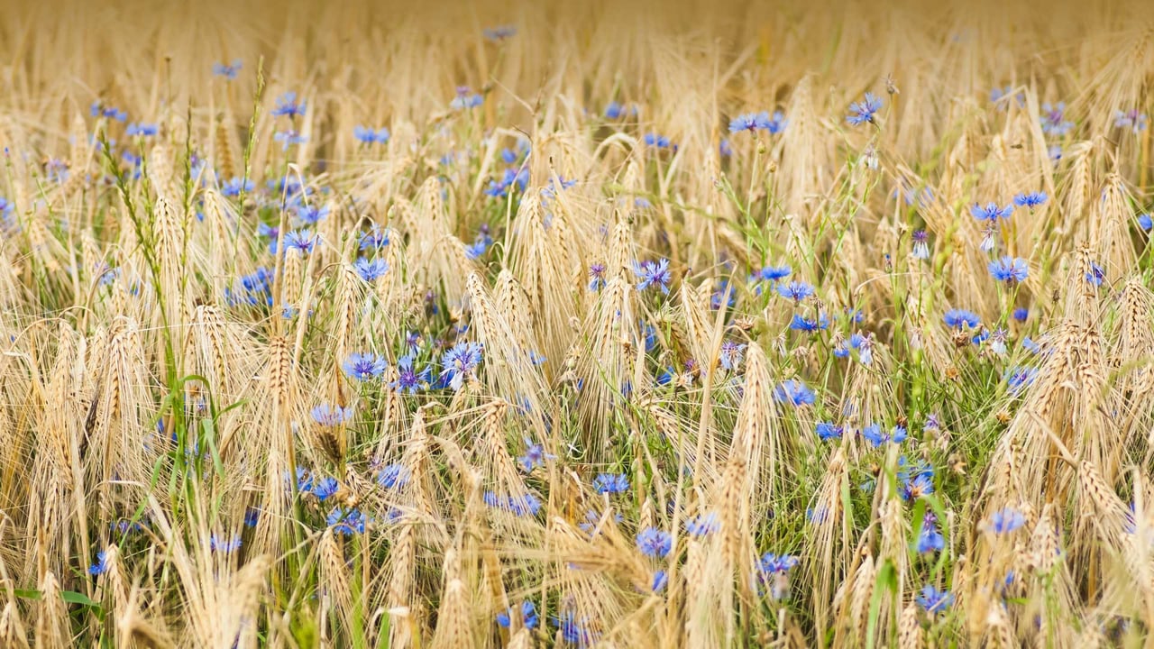 大麦和矢车菊, 诺德豪森, 德国 (© Mandy Tabatt/Getty Images) desktop wallpaper