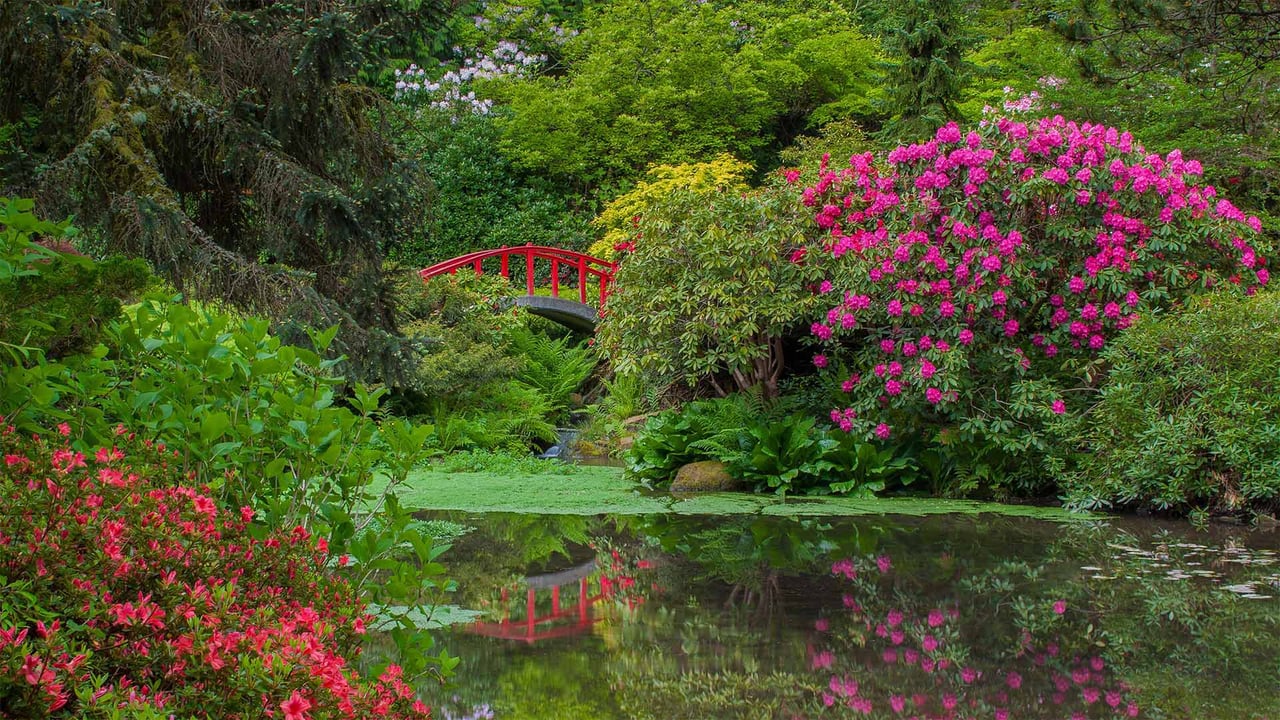 Rhododendrons and azaleas blooming around the Moon Bridge, Kubota Garden, Seattle, Washington (© Mary Liz Austin/Alamy) desktop wallpaper