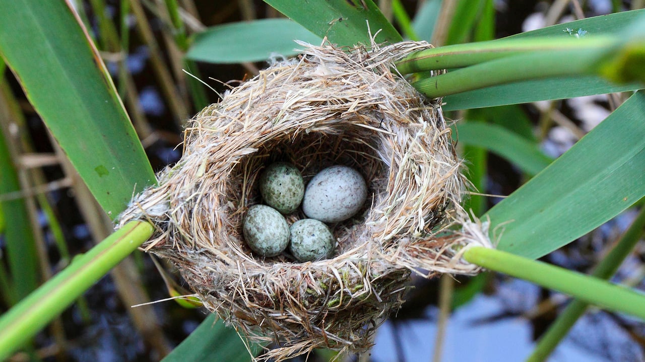 Kuckucksei im Nest eines Teichrohrsängers, Deutschland (© blickwinkel/Alamy Stock Photo) desktop wallpaper