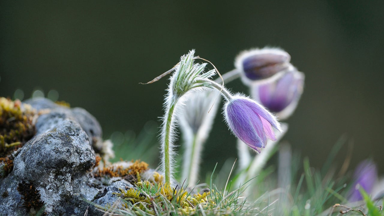 Pasque flower, Upper Palatinate, Bavaria, Germany (© Design Pics/Alamy) desktop wallpaper