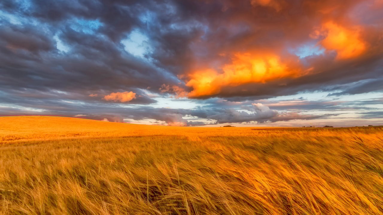 Barley field in East Lothian, Scotland (© Scott Masterton/plainpicture) desktop wallpaper