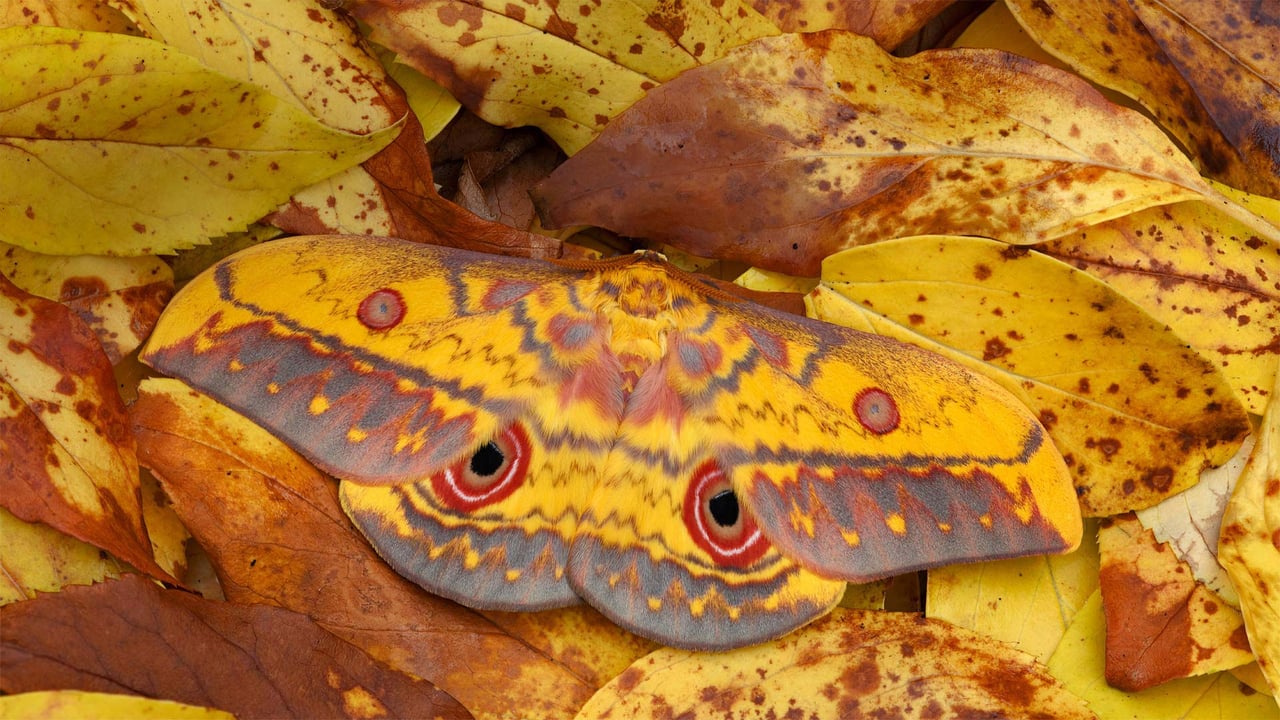 A saturniid moth in Mole National Park in Larabanga, Ghana (© Robert Thompson/Minden Pictures) desktop wallpaper