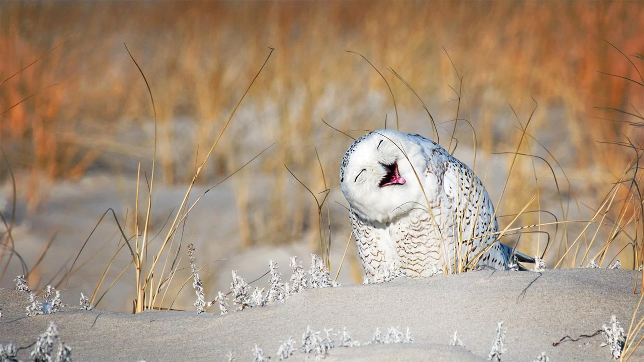 Snowy owl at Jones Beach, Long Island, New York (© Vicki Jauron/Getty Images) desktop wallpaper