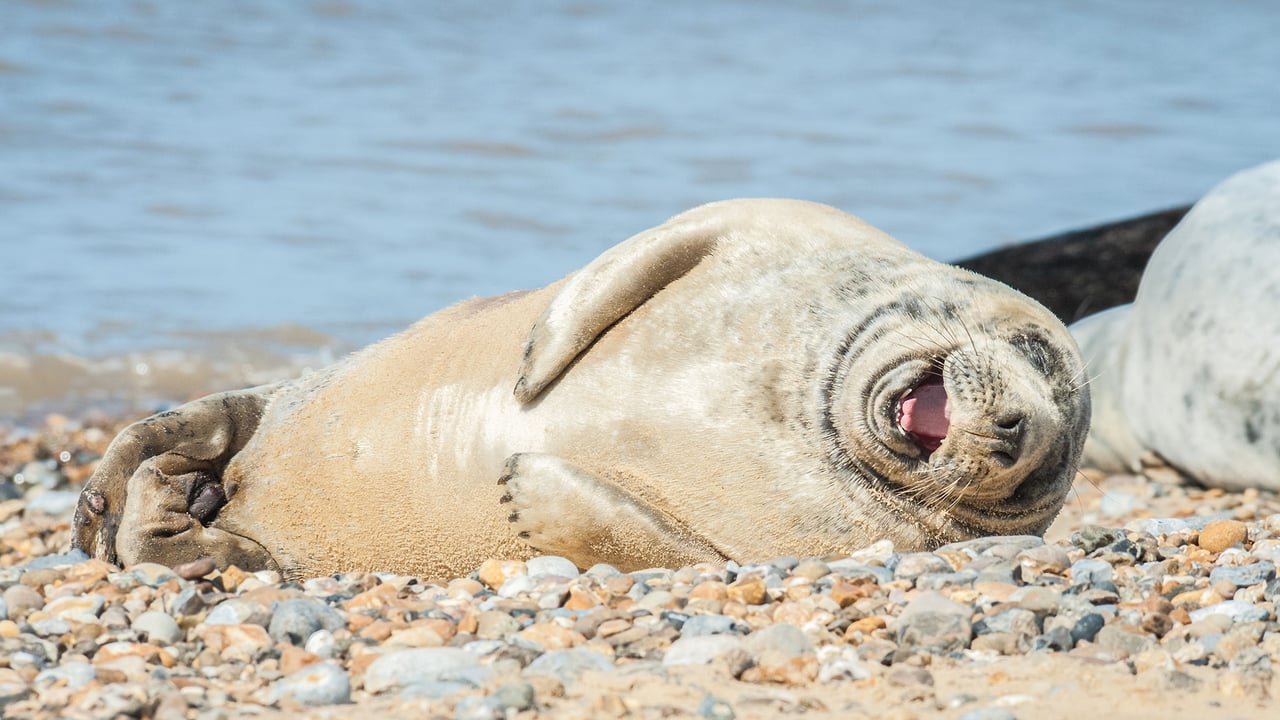 Grey seal with laughing expression on a stony beach in Norfolk, England (© the_guitar_mann/iStock/Getty Images Plus/Getty Images) desktop wallpaper
