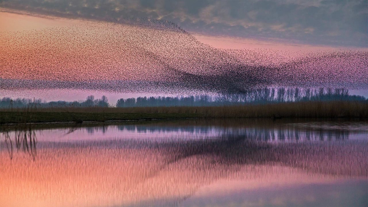 Starlings flock over Lauwersmeer National Park, Netherlands (© Frans Lemmens/Alamy) desktop wallpaper