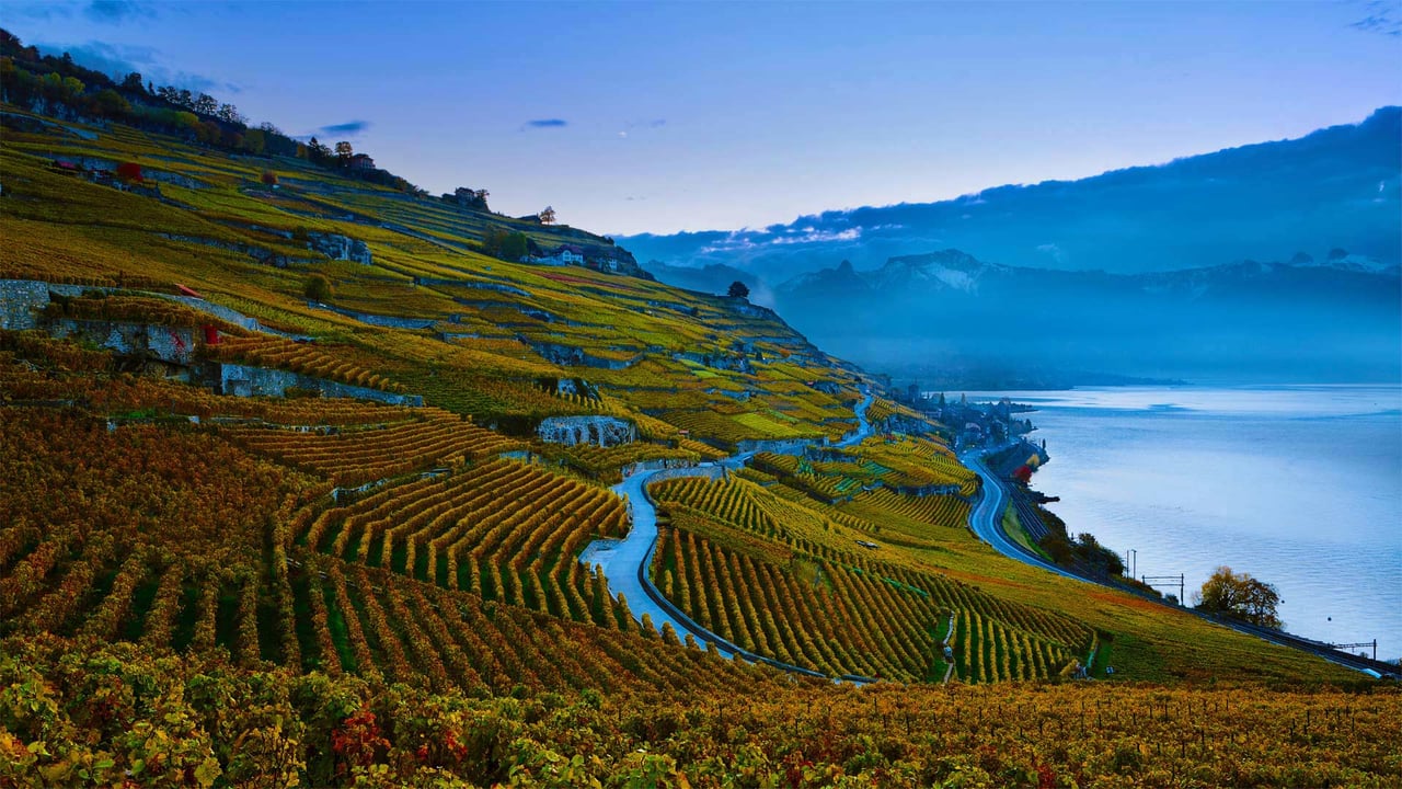 Steeply terraced vineyards of the Lavaux region on the shores of Lake Geneva, Switzerland (© Yves Marcoux/plainpicture) desktop wallpaper