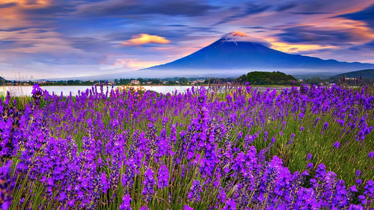 湖畔に咲き誇るラベンダーと富士山, 河口湖 (© DoctorEgg/Getty Images) desktop wallpaper