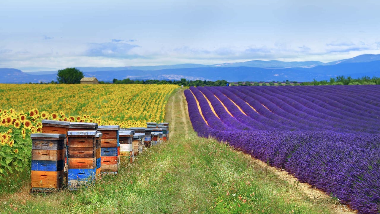 Fields of lavender and sunflowers with beehives in Provence, France (© leoks/Shutterstock) desktop wallpaper