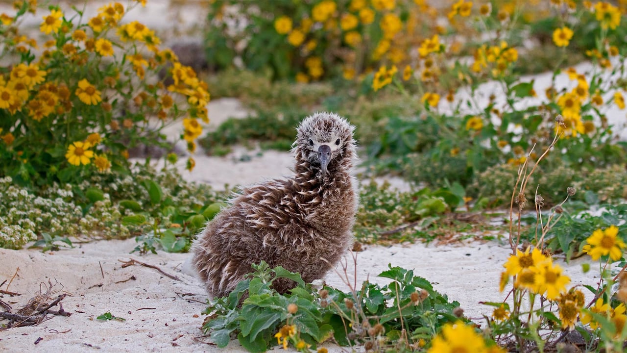 Laysan albatross chick on Midway Atoll, Hawaiian Leeward Islands (© Jaymi Heimbuch/Minden Pictures) desktop wallpaper