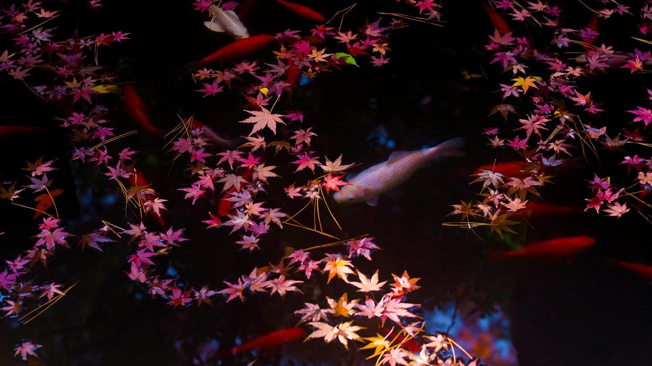 Autumn leaves and goldfish in Tokyo, Japan (© qrsk/Moment/Getty Images) desktop wallpaper