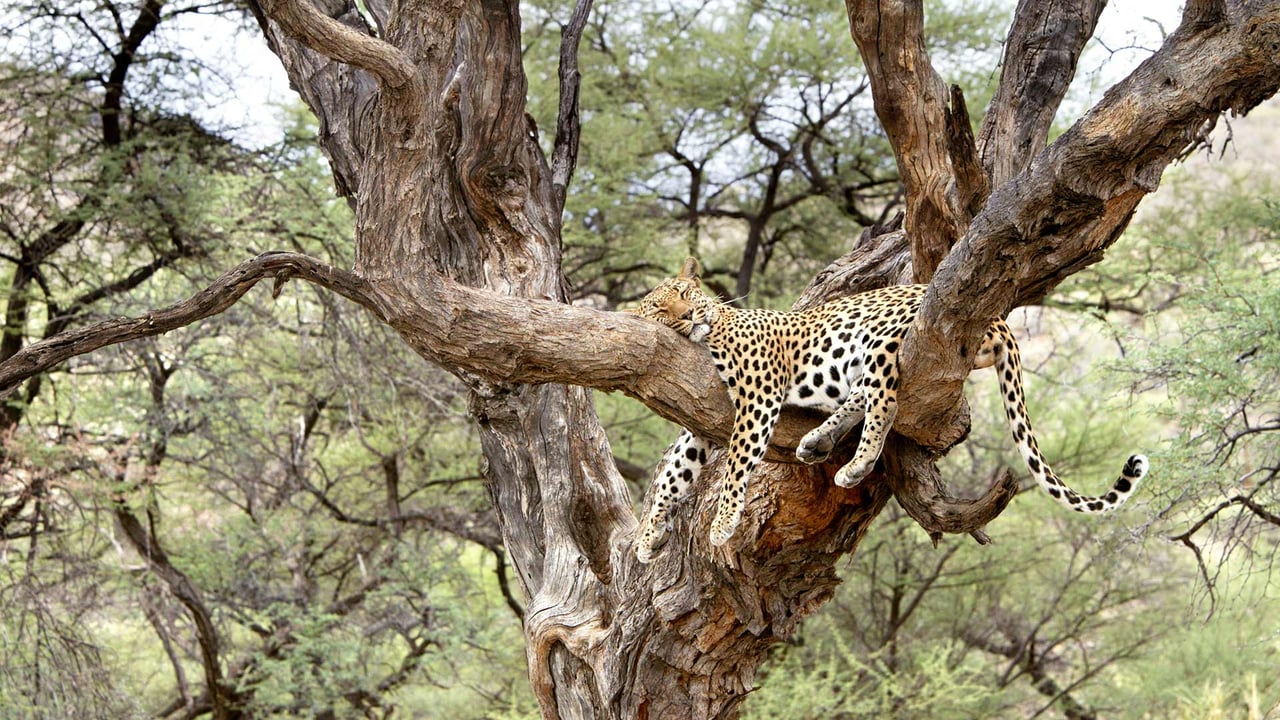 Schlafender Leopard auf einem Baum in Namibia (© M. Watsonantheo/Superstock) desktop wallpaper