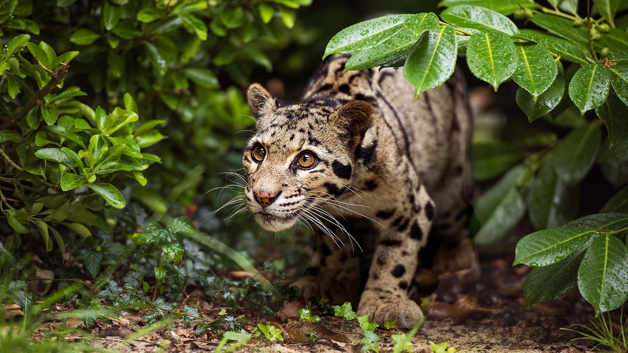 An Indian leopard on the prowl (© Colin Langford/Getty Images) desktop wallpaper