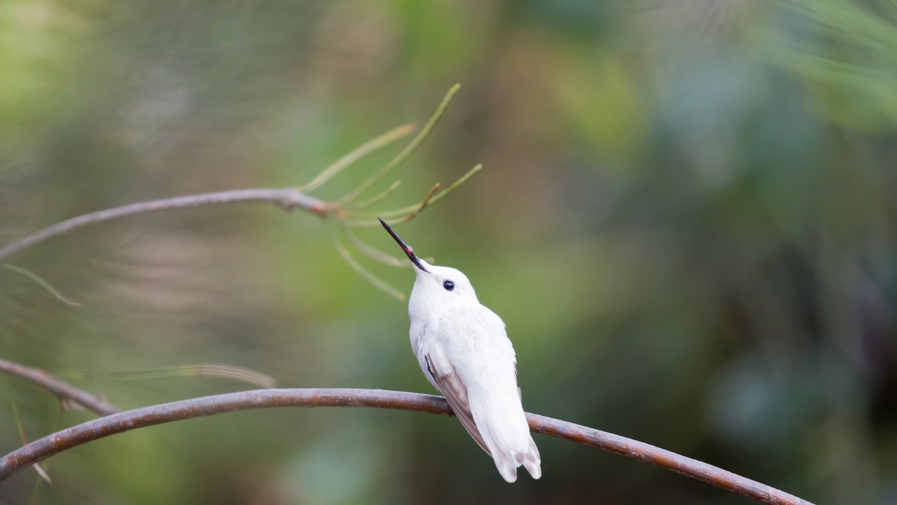 Leucistic Anna's hummingbird in the Australian Garden, UC Santa Cruz Arboretum, California (© yhelfman/Getty Images) desktop wallpaper