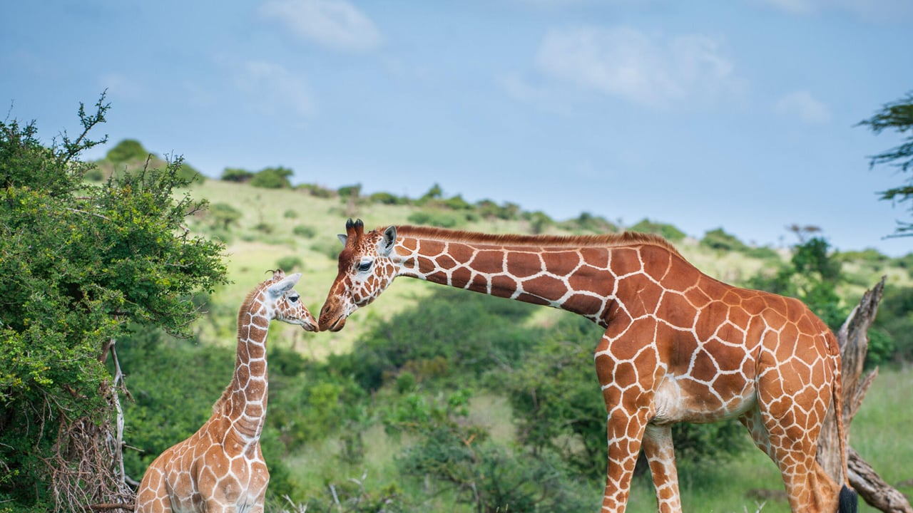 Reticulated giraffe mother greeting calf, Lewa Wildlife Conservancy, Kenya (© Sean Crane/Minden Pictures) desktop wallpaper