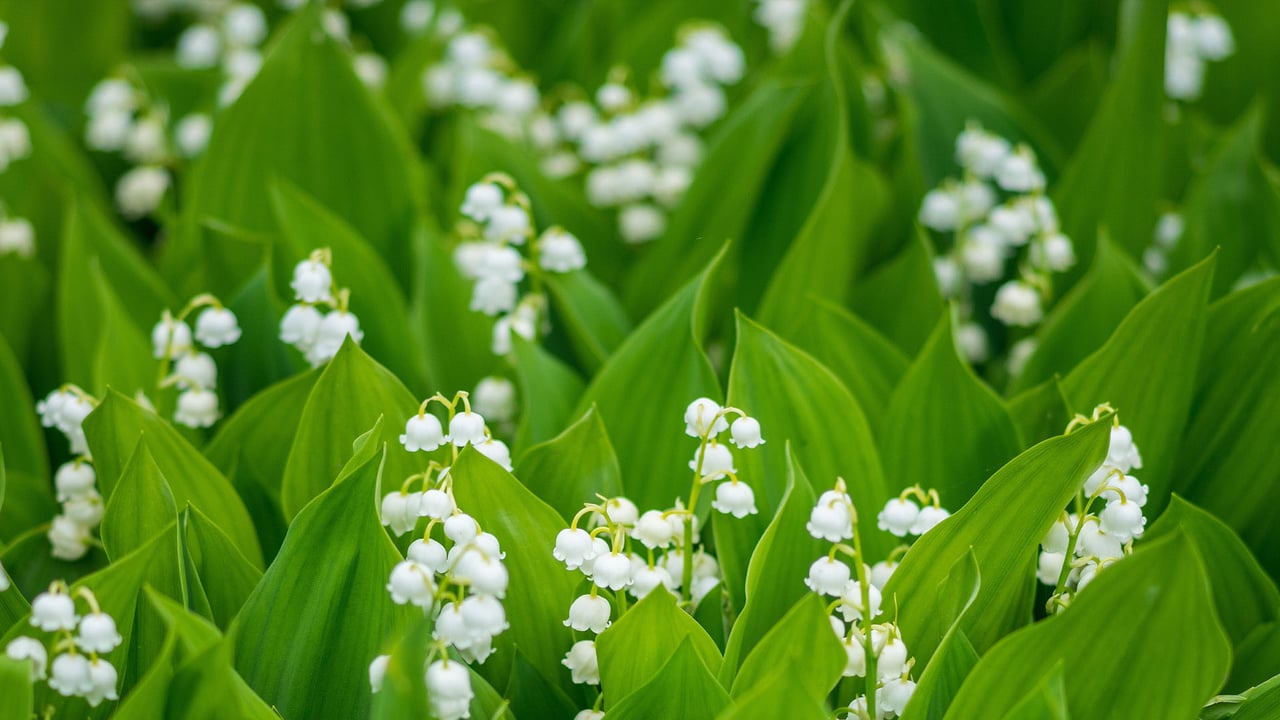 Muguet de mai en fleurs (© shapencolour/Alamy Stock Photo) desktop wallpaper