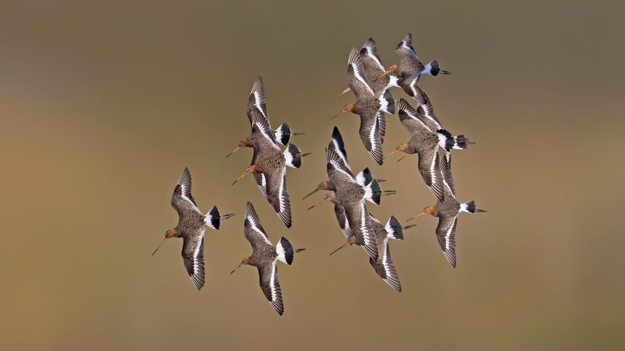 Black-tailed godwits, Netherlands (© Edward van Altena/Minden Pictures) desktop wallpaper