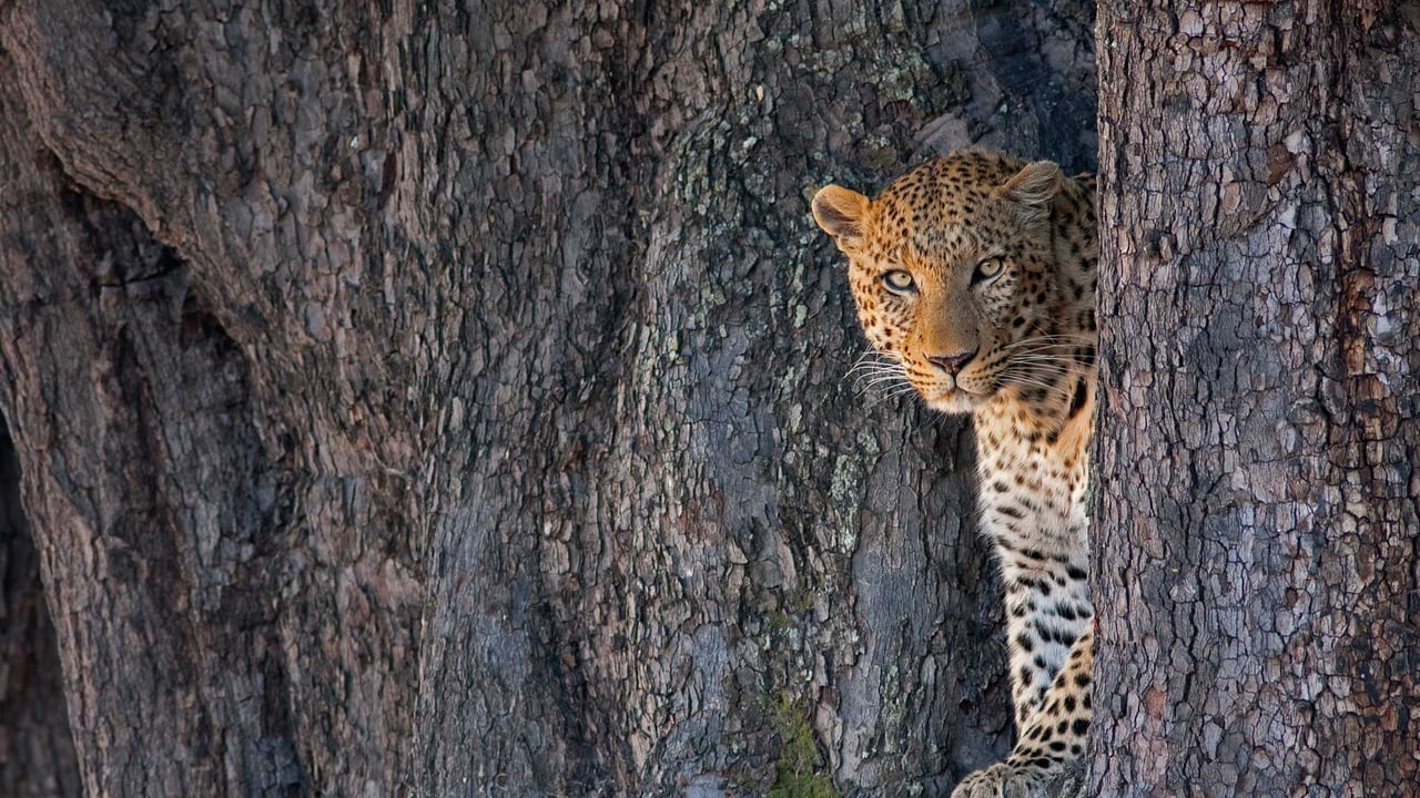 Male leopard in Linyanti Wildlife Reserve, Botswana (© Karine Aigner/Tandem Stills + Motion) desktop wallpaper
