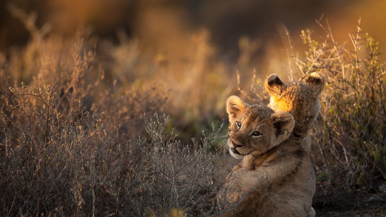 Lion cubs at sunrise, South Africa (© Ruan Springorum/Getty Images) desktop wallpaper