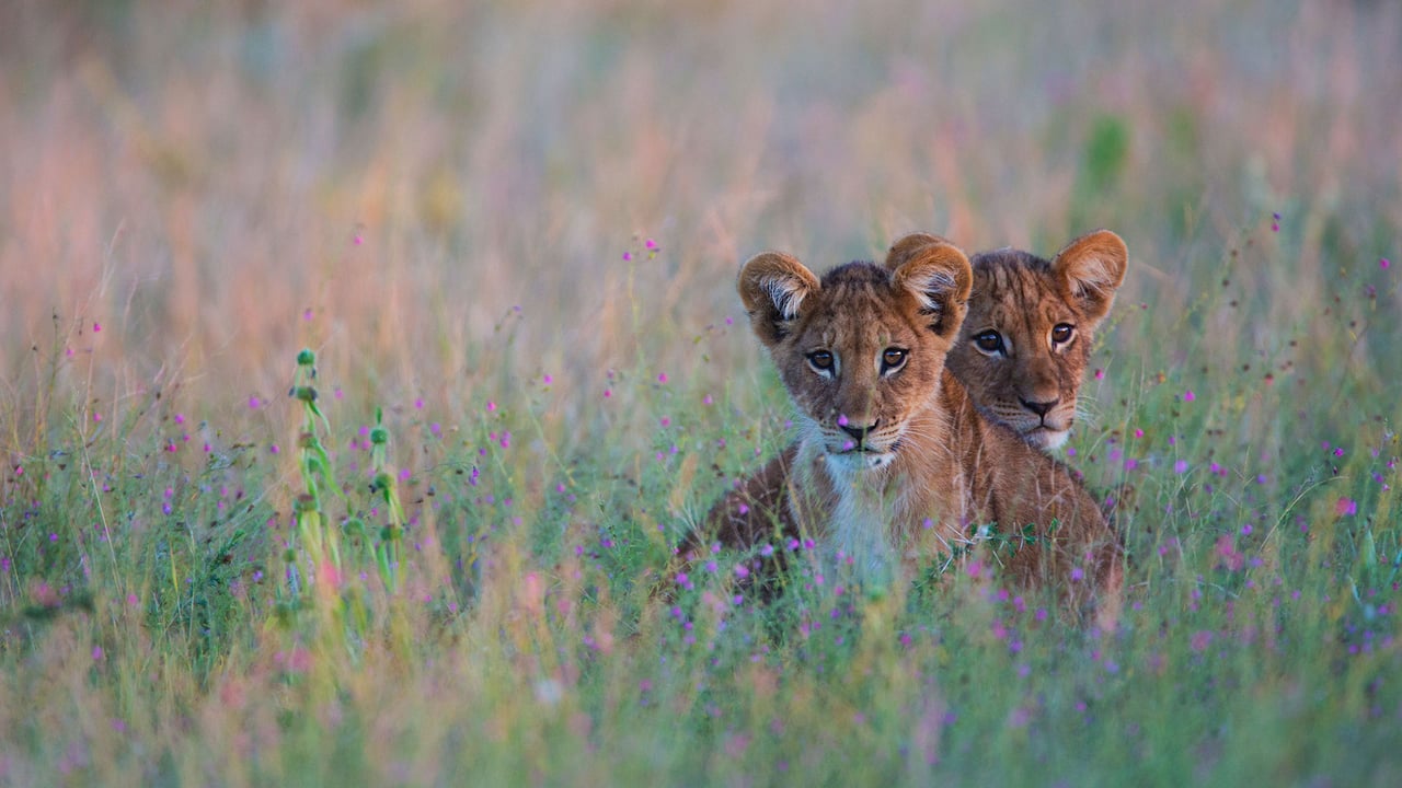 Lion cubs hiding in tall grass in the Kalahari Desert region of Botswana (© Jami Tarris/Getty Images) desktop wallpaper