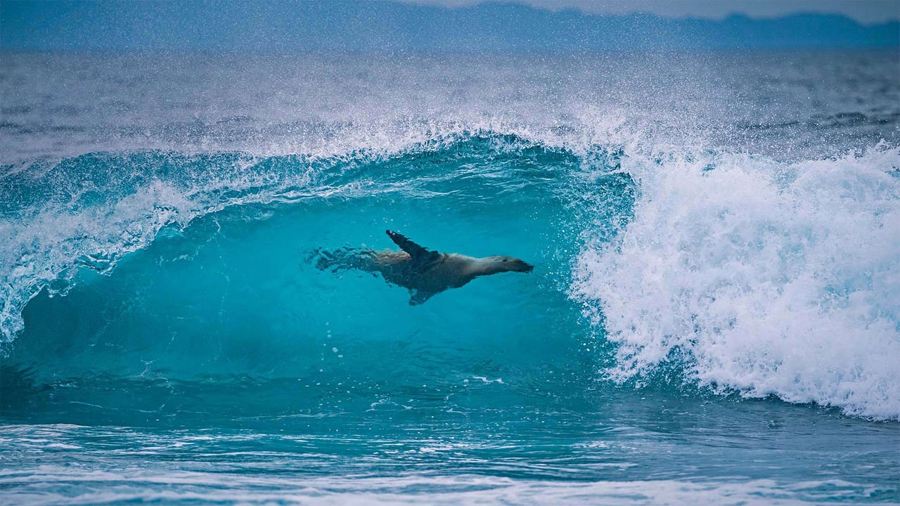 Galápagos sea lion off the shore of Fernandina Island, Galápagos Islands, Ecuador (© Tui De Roy/Minden Pictures) desktop wallpaper