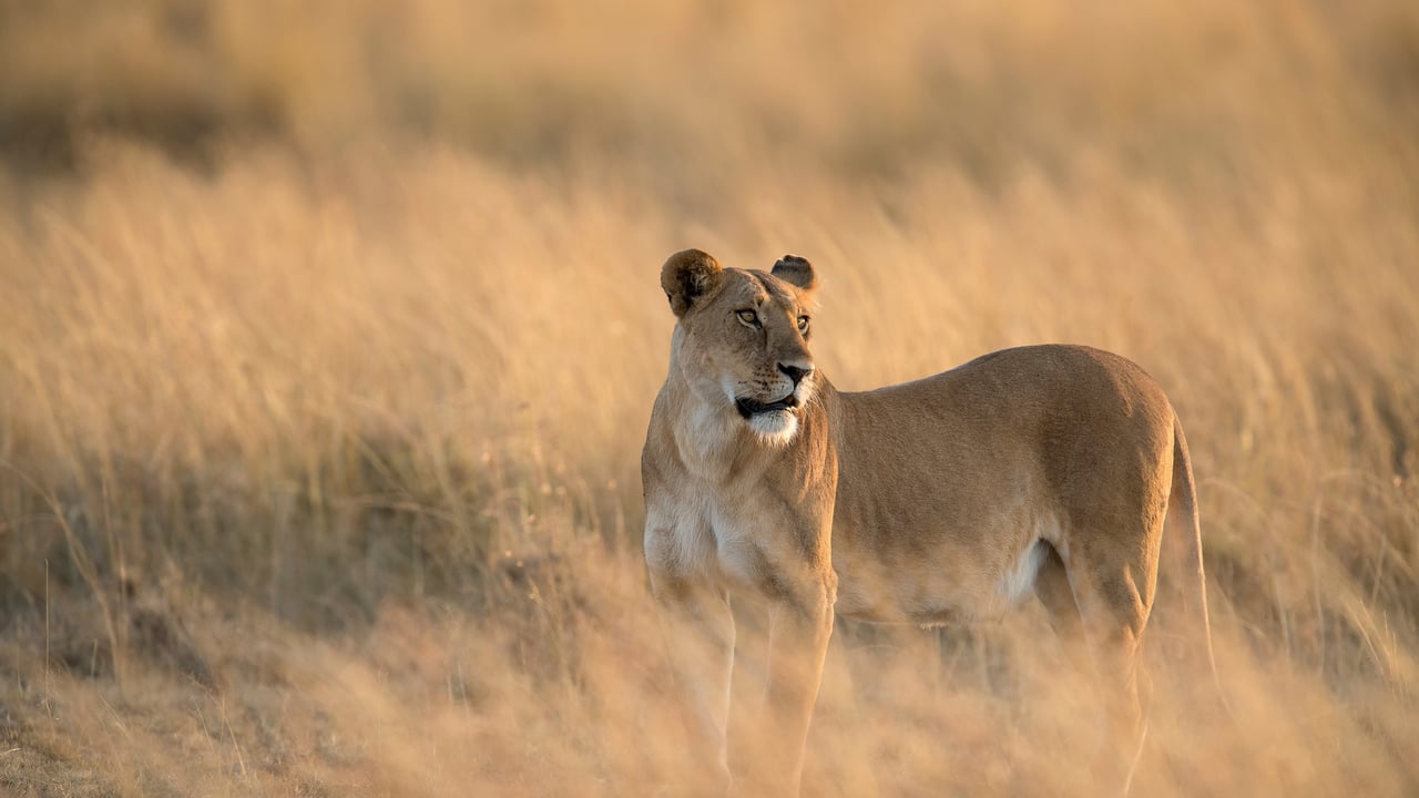Lioness in Maasai Mara National Reserve, Kenya (© Tandem Stock/Adobe Stock) desktop wallpaper