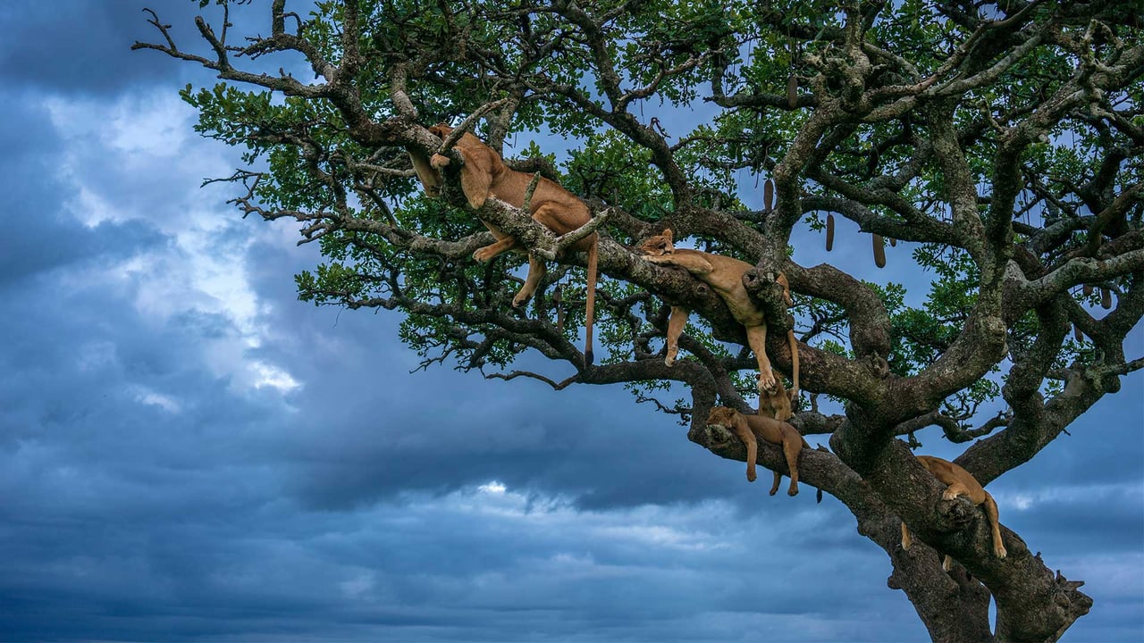 Female lions sleeping, Serengeti National Park, Tanzania (© Cavan Images/Shutterstock) desktop wallpaper