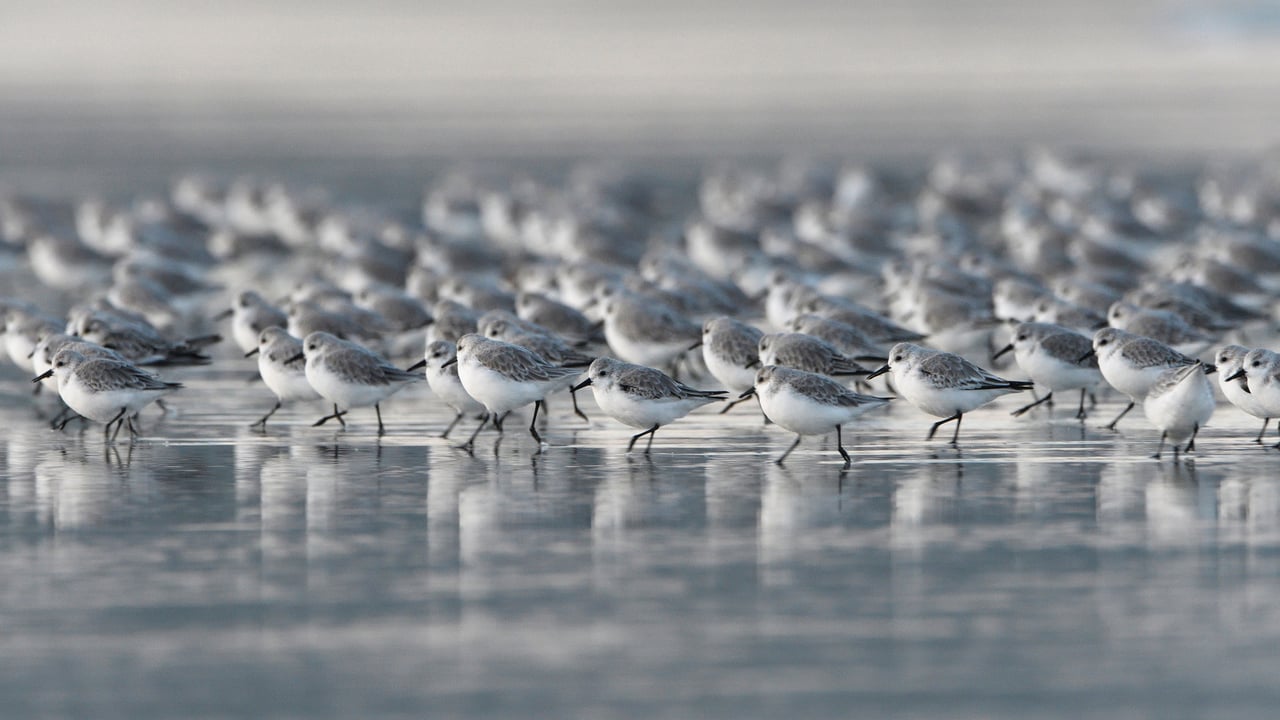 Sanderlings, Brittany, France (© Fabrice Cahez/Minden Pictures) desktop wallpaper