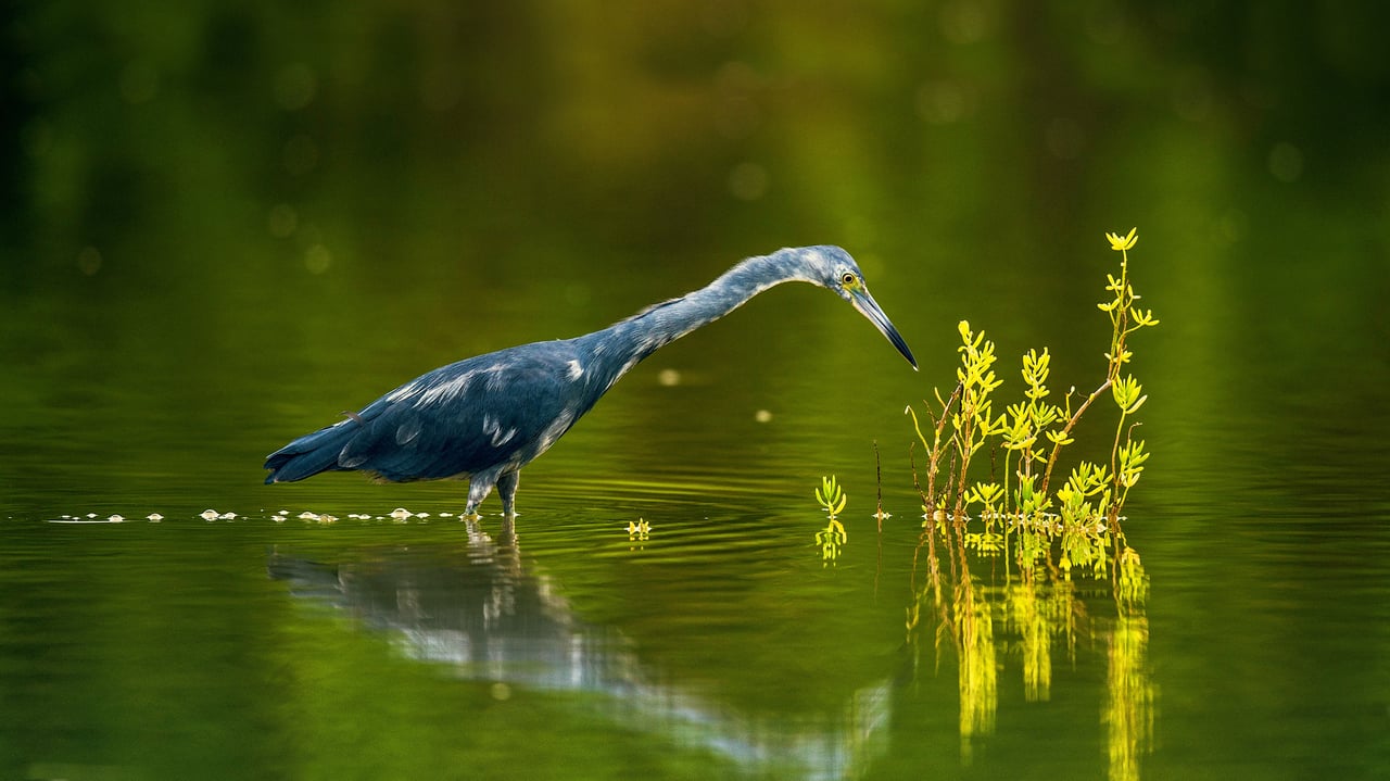 Little blue heron in Cuba (© Sergey Uryadnikov/Alamy) desktop wallpaper