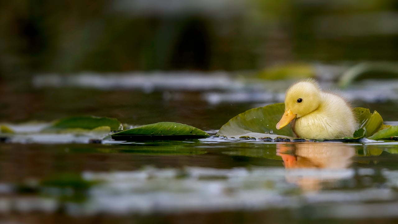 A duckling swimming in a water meadow, Suffolk, England (© Nick Hurst/Getty Images) desktop wallpaper