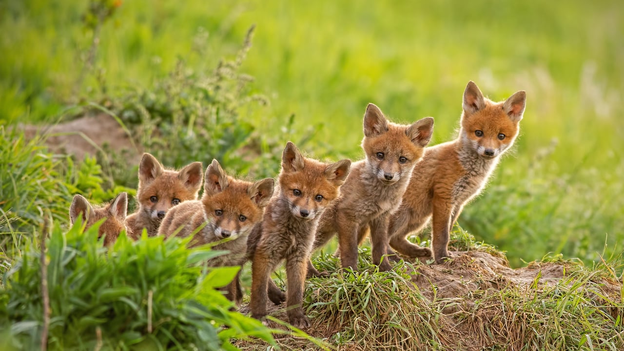 Red fox cubs near their den (© WildMedia/Shutterstock) desktop wallpaper