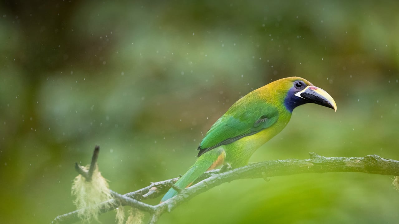 Blue-throated toucanet, Los Quetzales National Park, Costa Rica (© Oscar Dominguez/Tandem Stills + Motion) desktop wallpaper